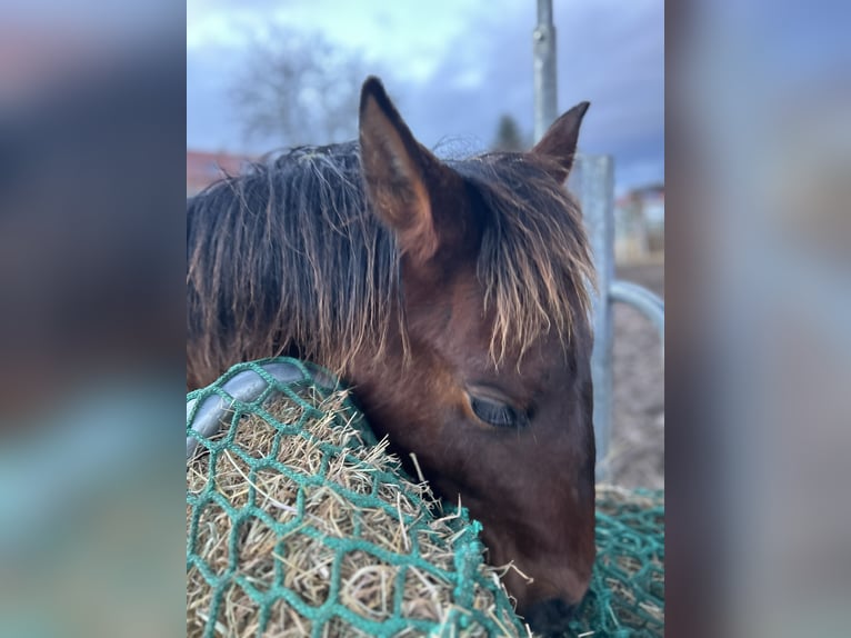 Andalou Étalon 1 Année Bai in Ballenstedt