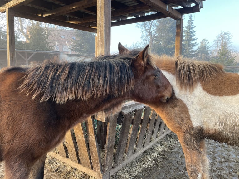 Andalou Étalon 1 Année Bai in Ballenstedt