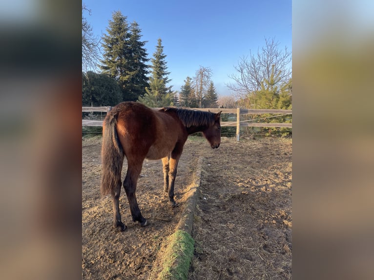 Andalou Étalon 1 Année Bai in Ballenstedt