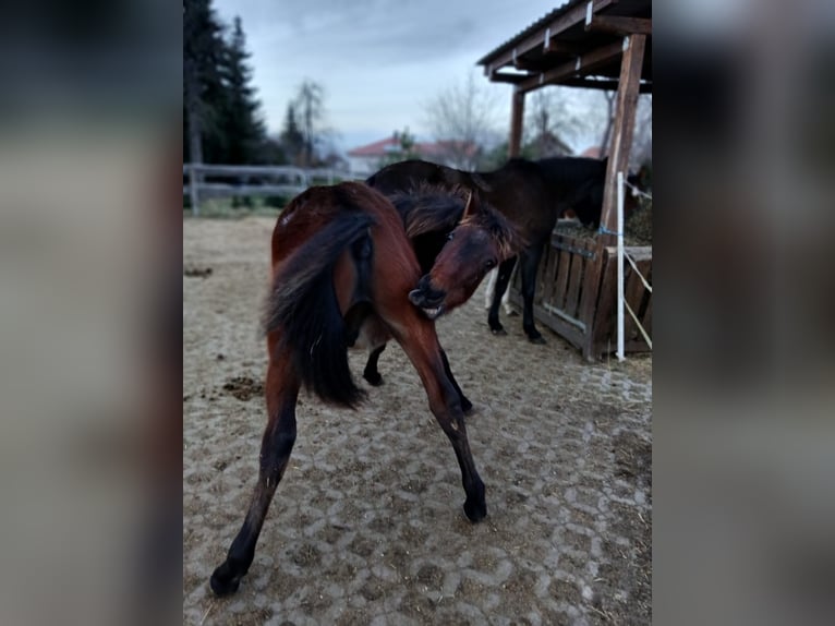 Andalou Étalon 1 Année Bai in Ballenstedt