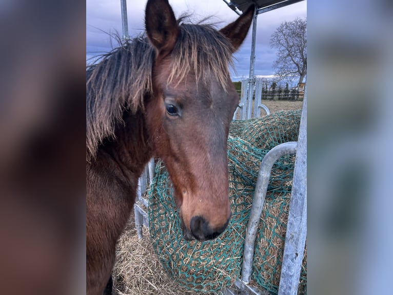 Andalou Étalon 1 Année Bai in Ballenstedt