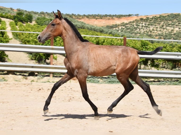 Andalou Étalon 1 Année Gris in Provinz Cordoba