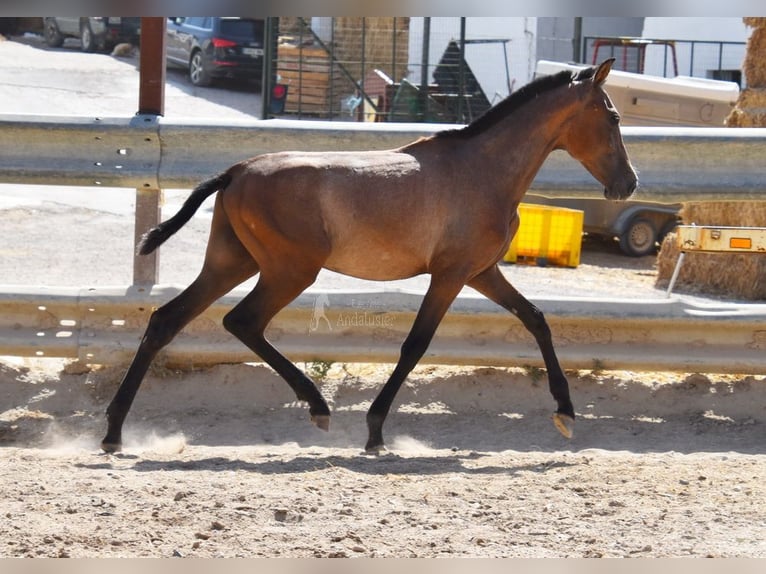 Andalou Étalon 1 Année Gris in Provinz Cordoba