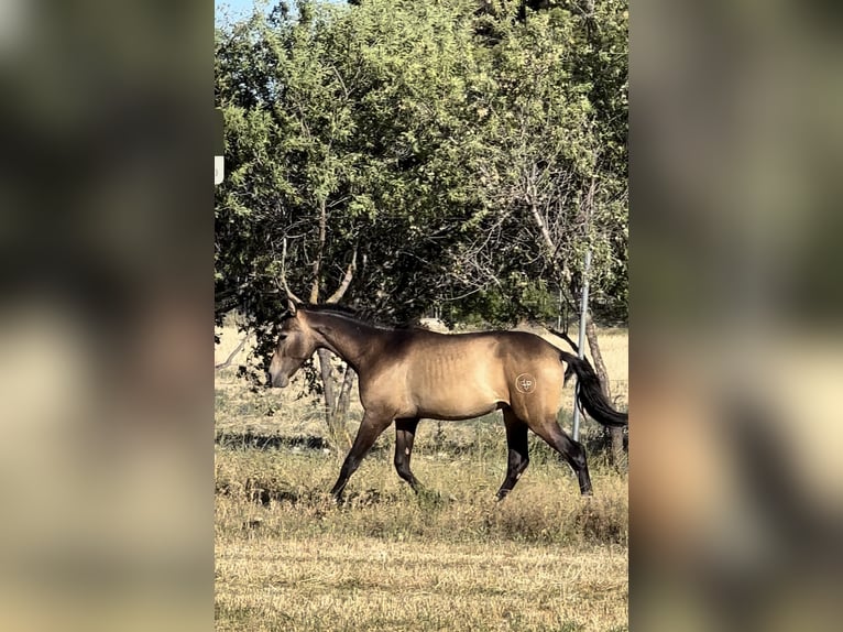 Andalou Étalon 1 Année Isabelle in Albacete