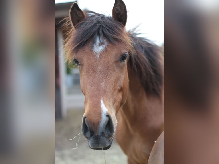 Andalou Croisé Étalon 2 Ans 140 cm Bai in Langenhagen