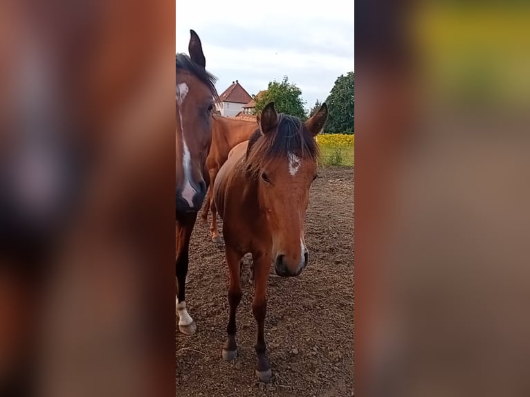 Andalou Croisé Étalon 2 Ans 140 cm Bai in Langenhagen