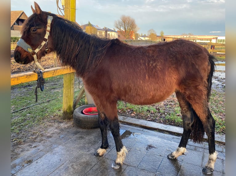 Andalou Croisé Étalon 2 Ans 140 cm Bai in Langenhagen