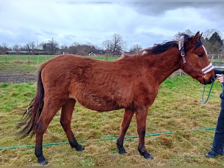 Andalou Croisé Étalon 2 Ans 140 cm Bai in Langenhagen