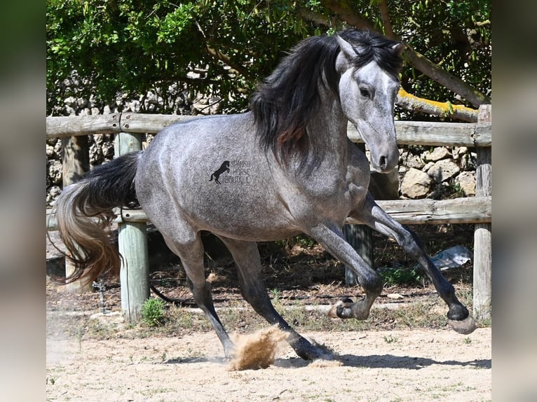 Andalou Étalon 2 Ans 148 cm Gris in Menorca