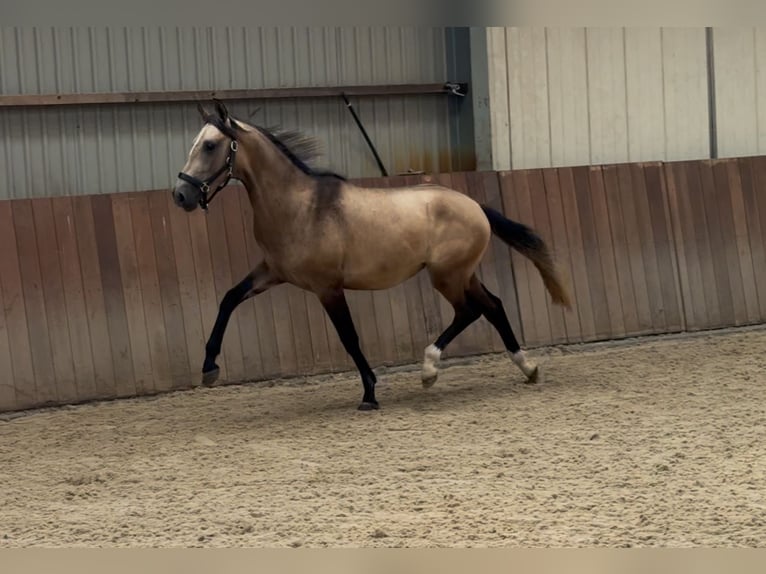 Andalou Croisé Étalon 2 Ans 152 cm Buckskin in Zieuwent