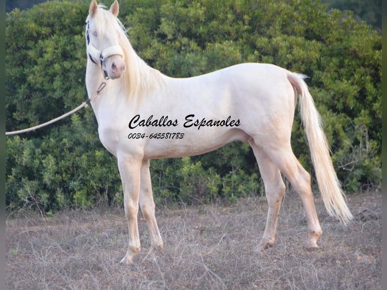 Andalou Étalon 2 Ans 153 cm Cremello in Vejer de la Frontera