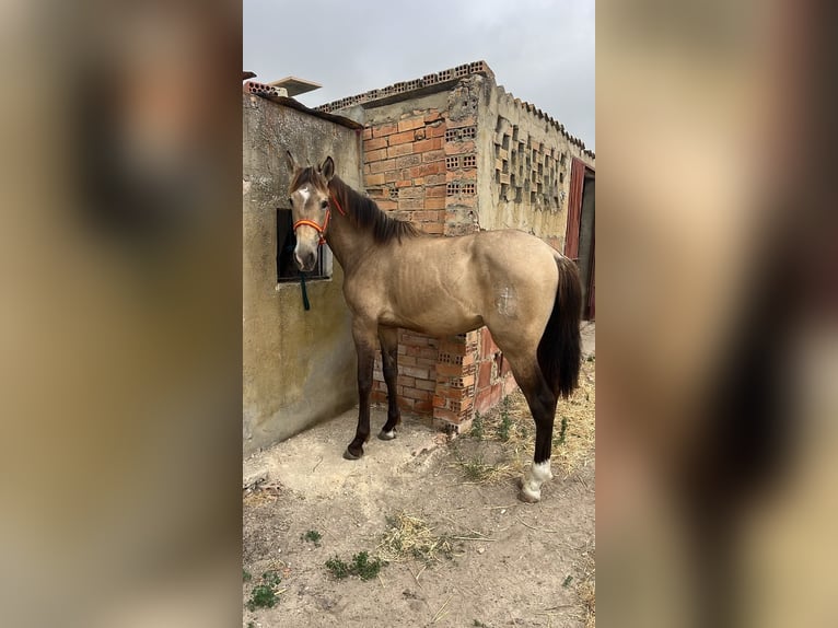 Andalou Étalon 2 Ans 153 cm Isabelle in Jerez