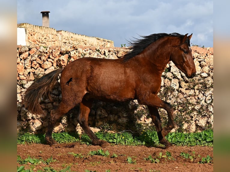 Andalou Étalon 2 Ans 154 cm Bai in Menorca