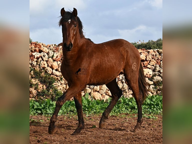 Andalou Étalon 2 Ans 154 cm Bai in Menorca