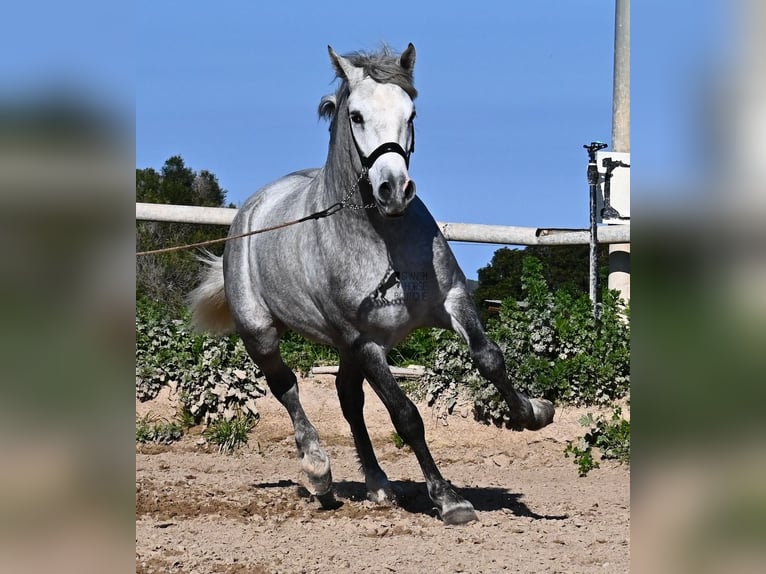 Andalou Étalon 2 Ans 154 cm Gris in Menorca