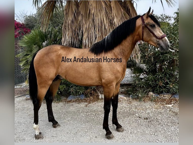 Andalou Étalon 2 Ans 155 cm Buckskin in Sevilla