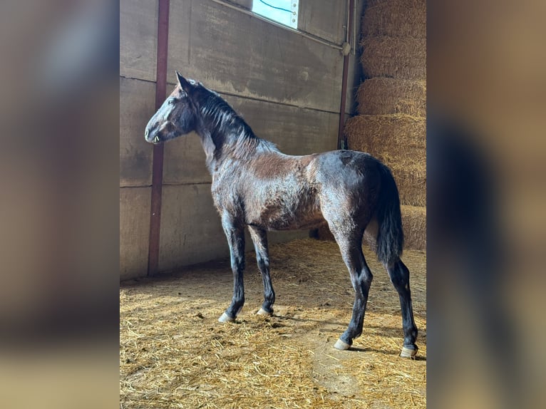 Andalou Étalon 2 Ans 155 cm Noir in Chiclana