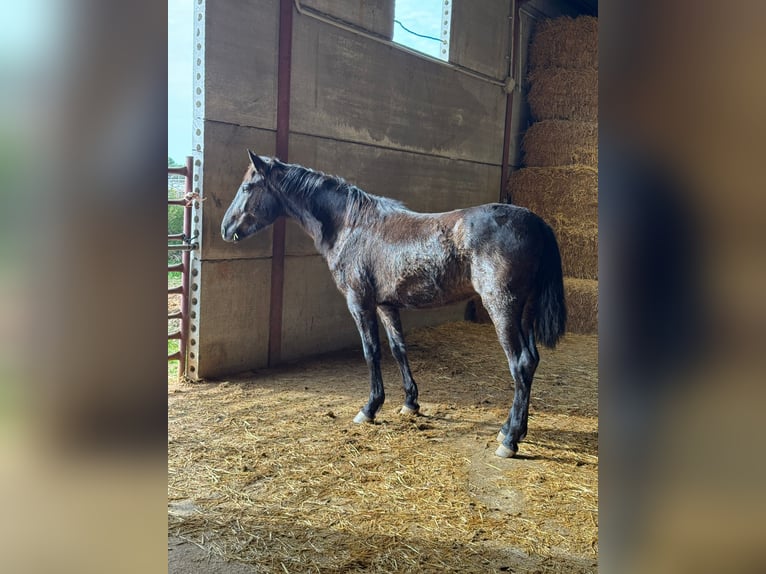 Andalou Étalon 2 Ans 155 cm Noir in Chiclana