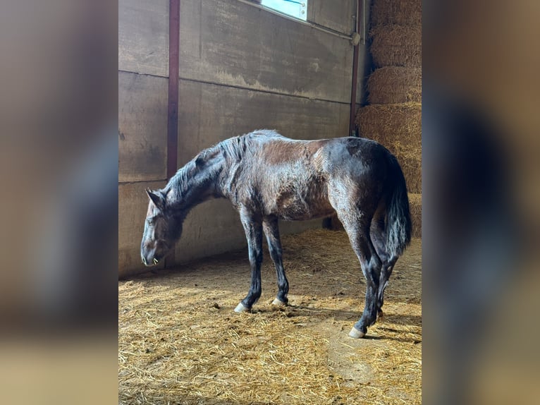 Andalou Étalon 2 Ans 155 cm Noir in Chiclana