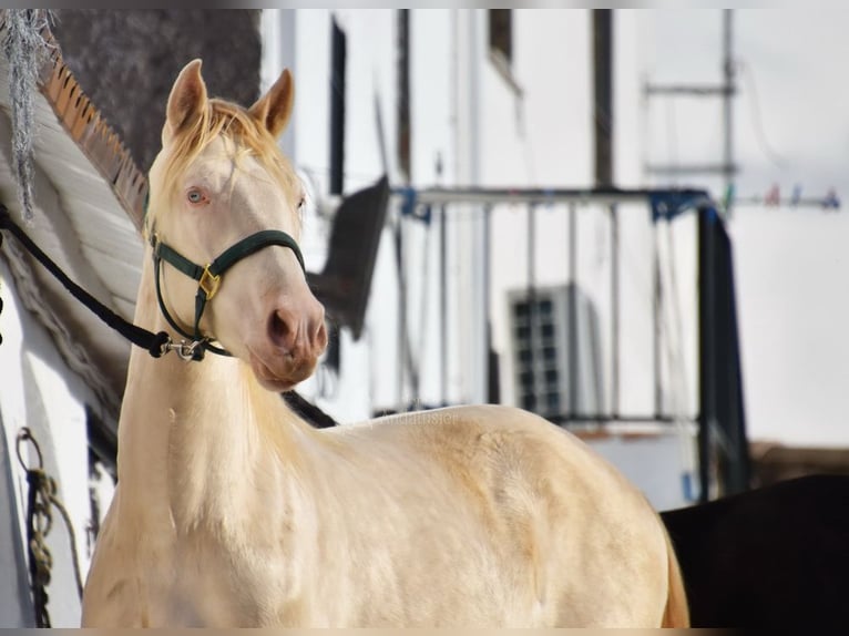 Andalou Étalon 2 Ans 155 cm Perlino in Provinz Cordoba