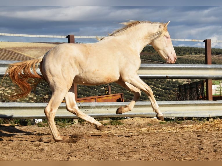 Andalou Étalon 2 Ans 155 cm Perlino in Provinz Cordoba