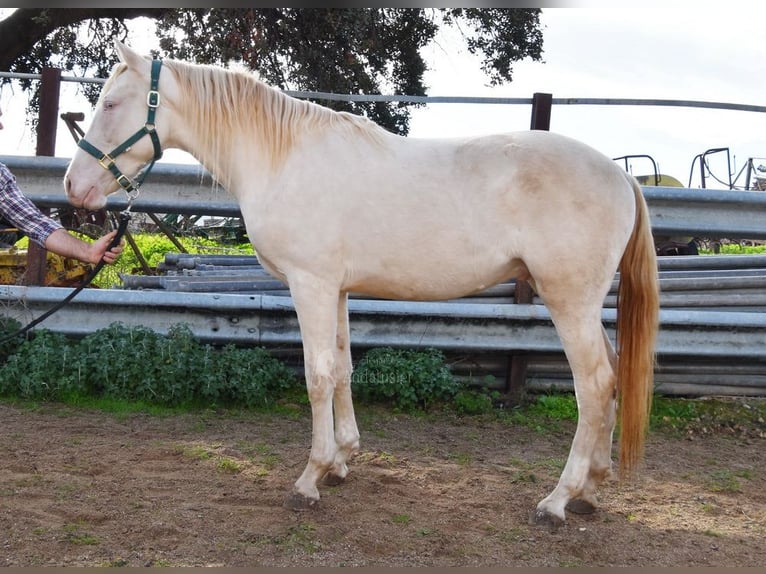 Andalou Étalon 2 Ans 155 cm Perlino in Provinz Cordoba