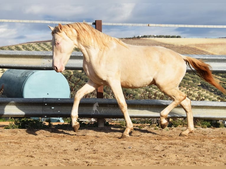 Andalou Étalon 2 Ans 155 cm Perlino in Provinz Cordoba