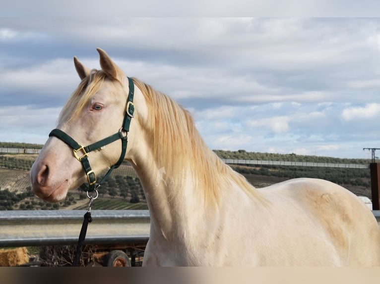 Andalou Étalon 2 Ans 155 cm Perlino in Provinz Cordoba