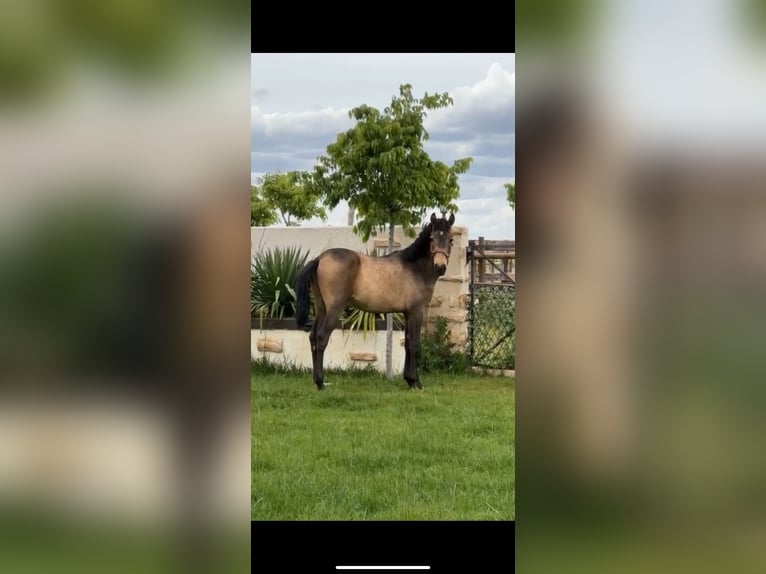 Andalou Étalon 2 Ans 156 cm Isabelle in Albacete