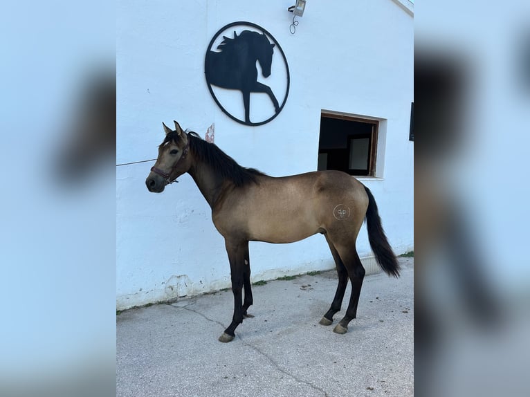 Andalou Étalon 2 Ans 156 cm Isabelle in Albacete