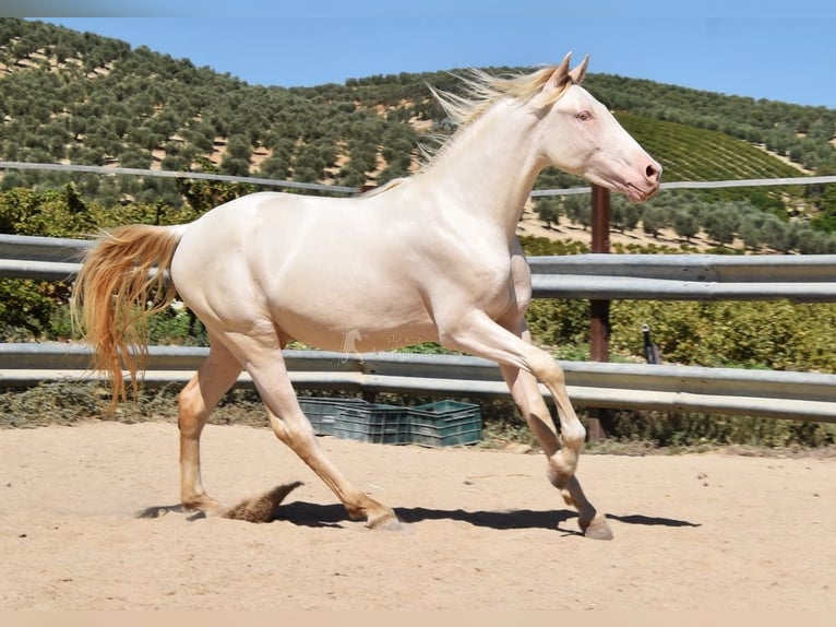 Andalou Étalon 2 Ans 156 cm Perlino in Provinz Cordoba