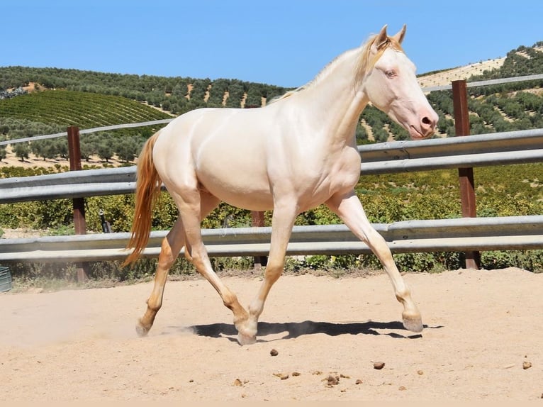 Andalou Étalon 2 Ans 156 cm Perlino in Provinz Cordoba