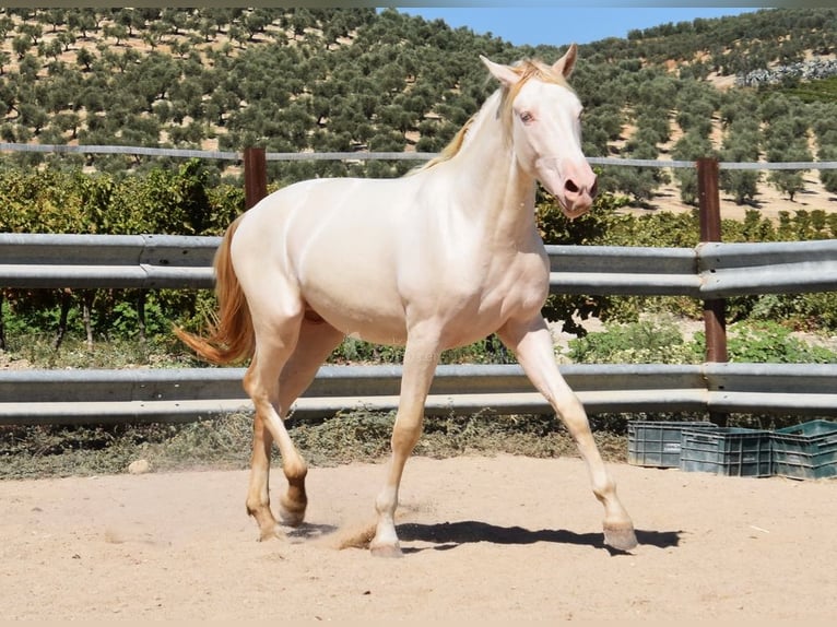 Andalou Étalon 2 Ans 156 cm Perlino in Provinz Cordoba