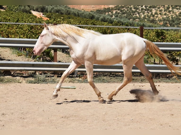 Andalou Étalon 2 Ans 156 cm Perlino in Provinz Cordoba