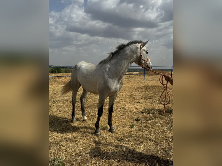 Andalou Étalon 2 Ans 157 cm Gris in Badajoz