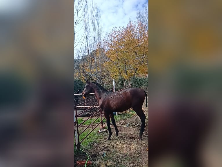 Andalou Étalon 2 Ans 158 cm Bai cerise in Alcaraz