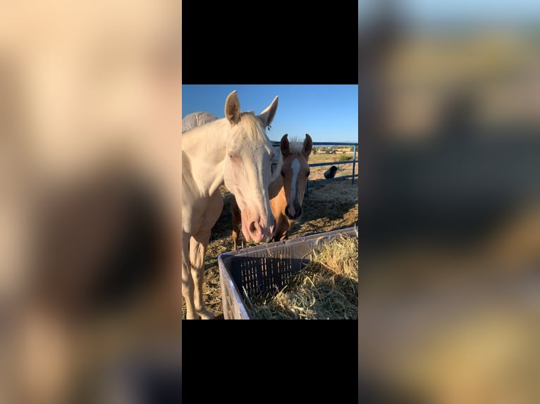 Andalou Étalon 2 Ans 158 cm Palomino in Novelda