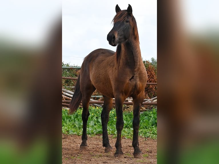 Andalou Étalon 2 Ans 159 cm Bai in Menorca