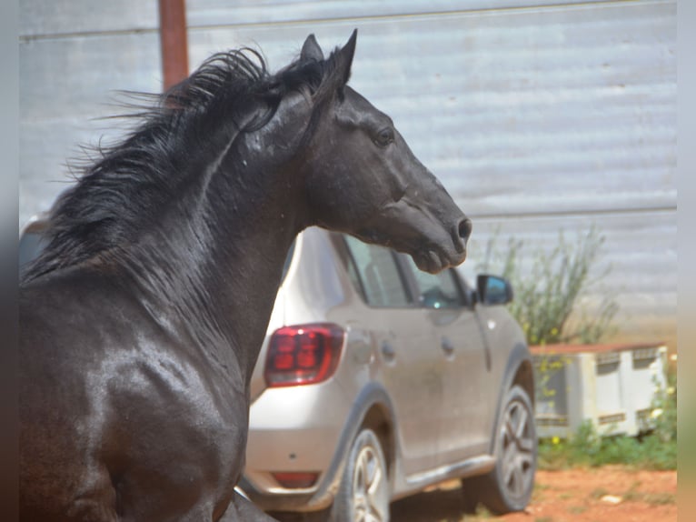 Andalou Étalon 2 Ans 159 cm Noir in Chiclana