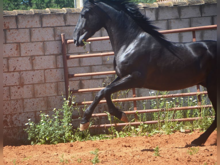 Andalou Étalon 2 Ans 159 cm Noir in Chiclana