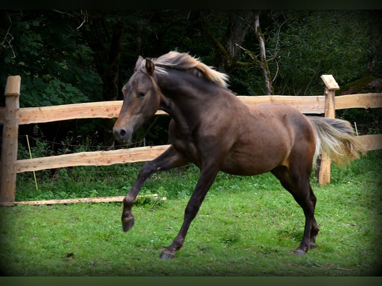 Andalou Croisé Étalon 2 Ans 160 cm Bai cerise in Nowica