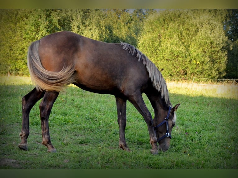 Andalou Croisé Étalon 2 Ans 160 cm Bai cerise in Nowica