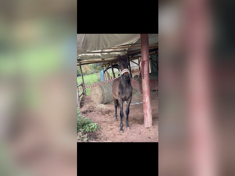 Andalou Étalon 2 Ans 160 cm Bai in Gentingen