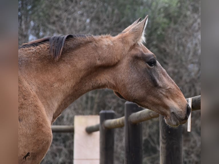 Andalou Étalon 2 Ans 160 cm Gris in Mallorca