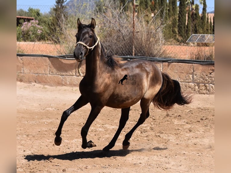 Andalou Étalon 2 Ans 160 cm Noir in Mallorca