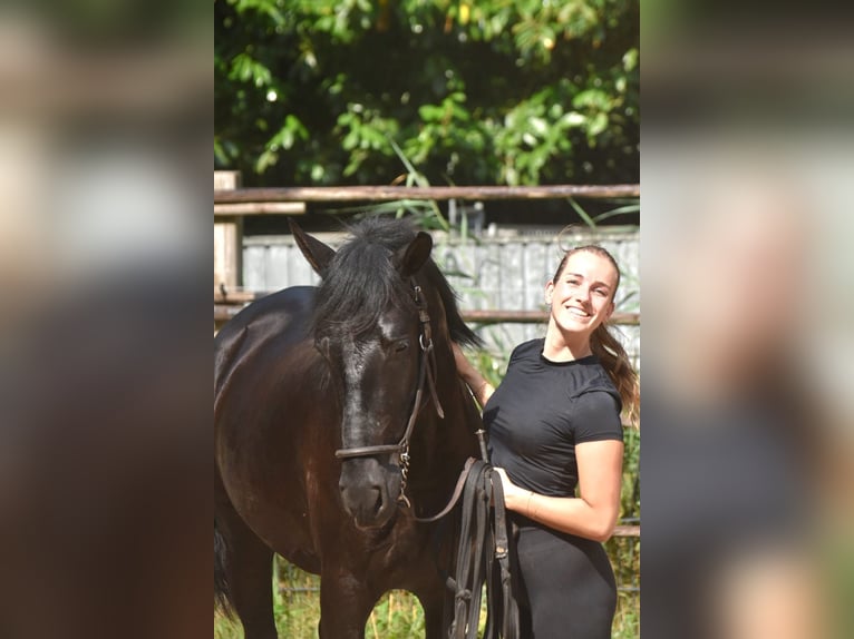 Andalou Étalon 2 Ans 160 cm Noir in Naarden