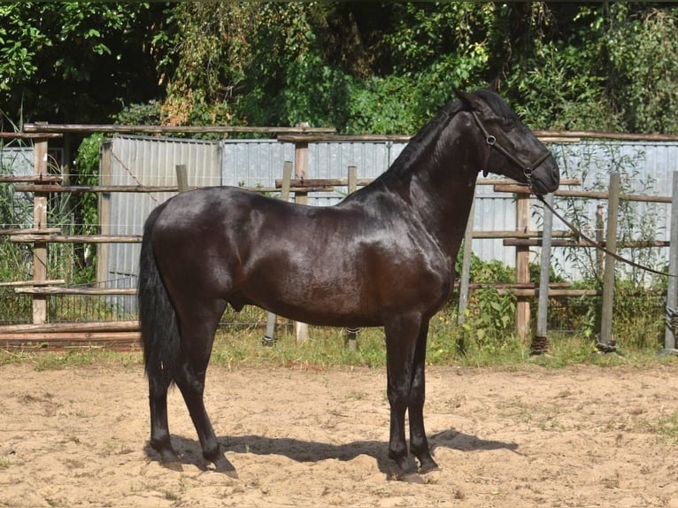 Andalou Étalon 2 Ans 160 cm Noir in Naarden