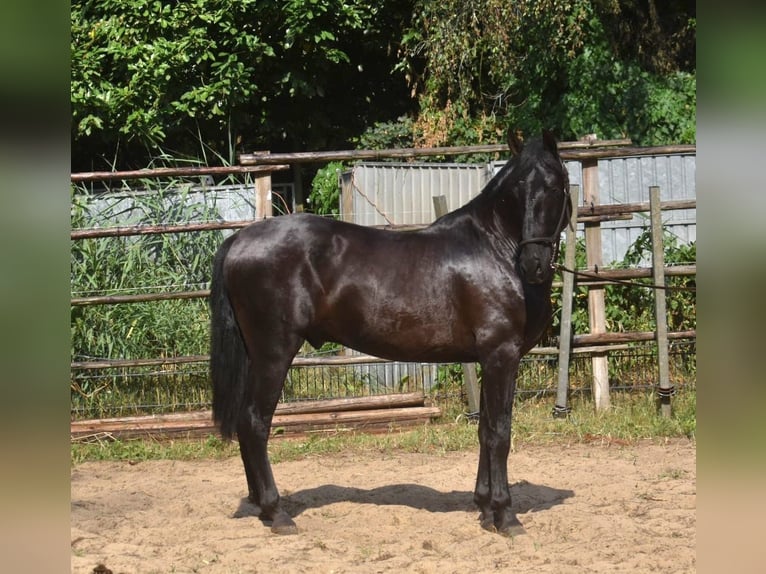 Andalou Étalon 2 Ans 160 cm Noir in Naarden