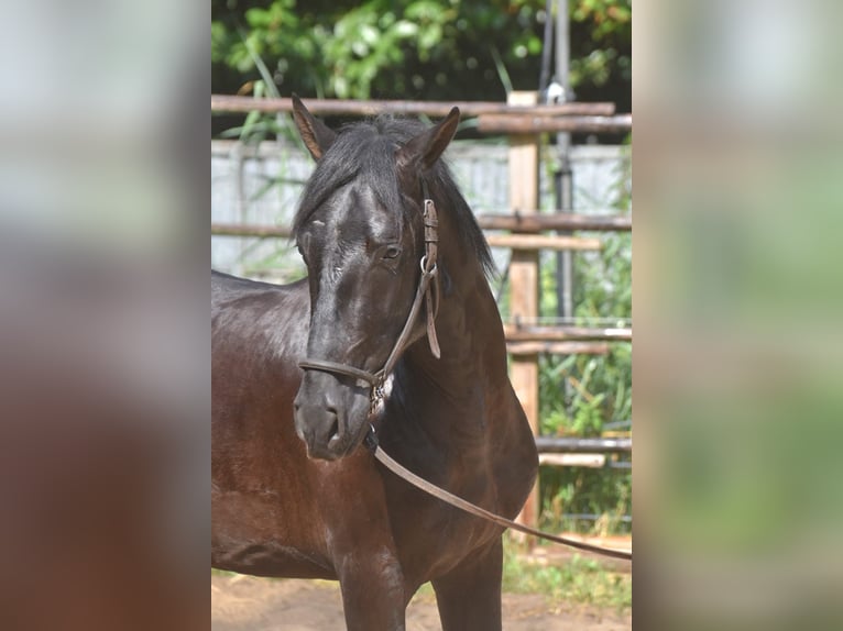 Andalou Étalon 2 Ans 160 cm Noir in Naarden