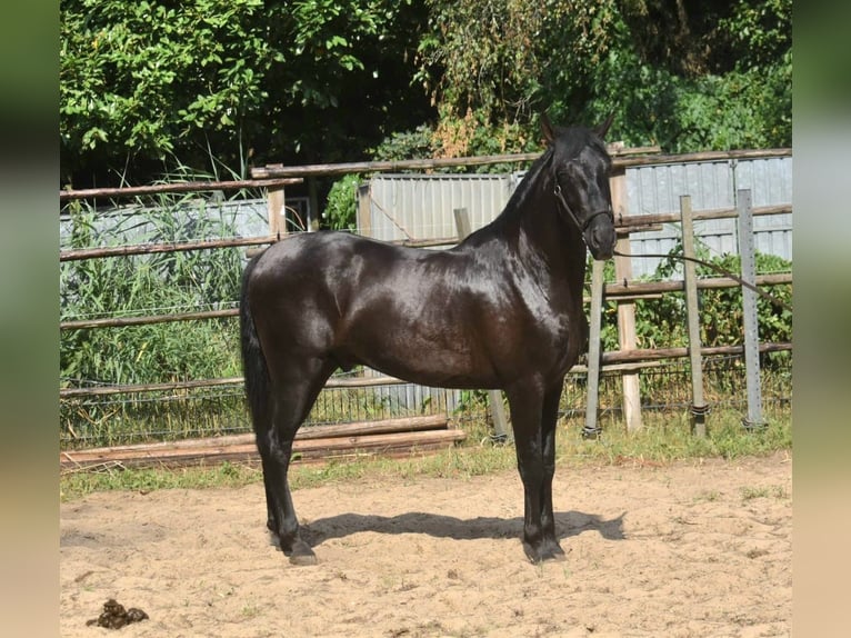 Andalou Étalon 2 Ans 160 cm Noir in Naarden